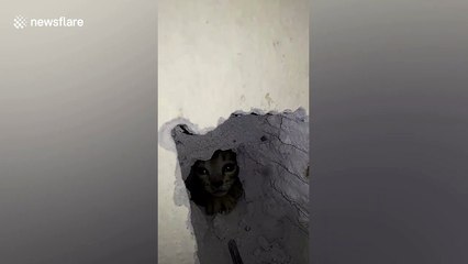 Kitten rescued after getting trapped in house concrete wall in Thailand