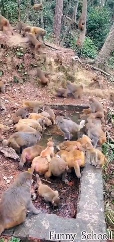Monkey eating contest, big scenes