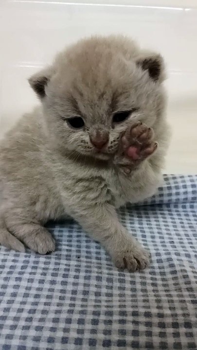 Royal King, chaton british shorthair lilas 3 semaines