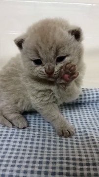 Royal King, chaton british shorthair lilas 3 semaines
