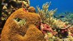 3D-Printed Coral Excels at Growing Algae, Could Help Save Coral Reefs