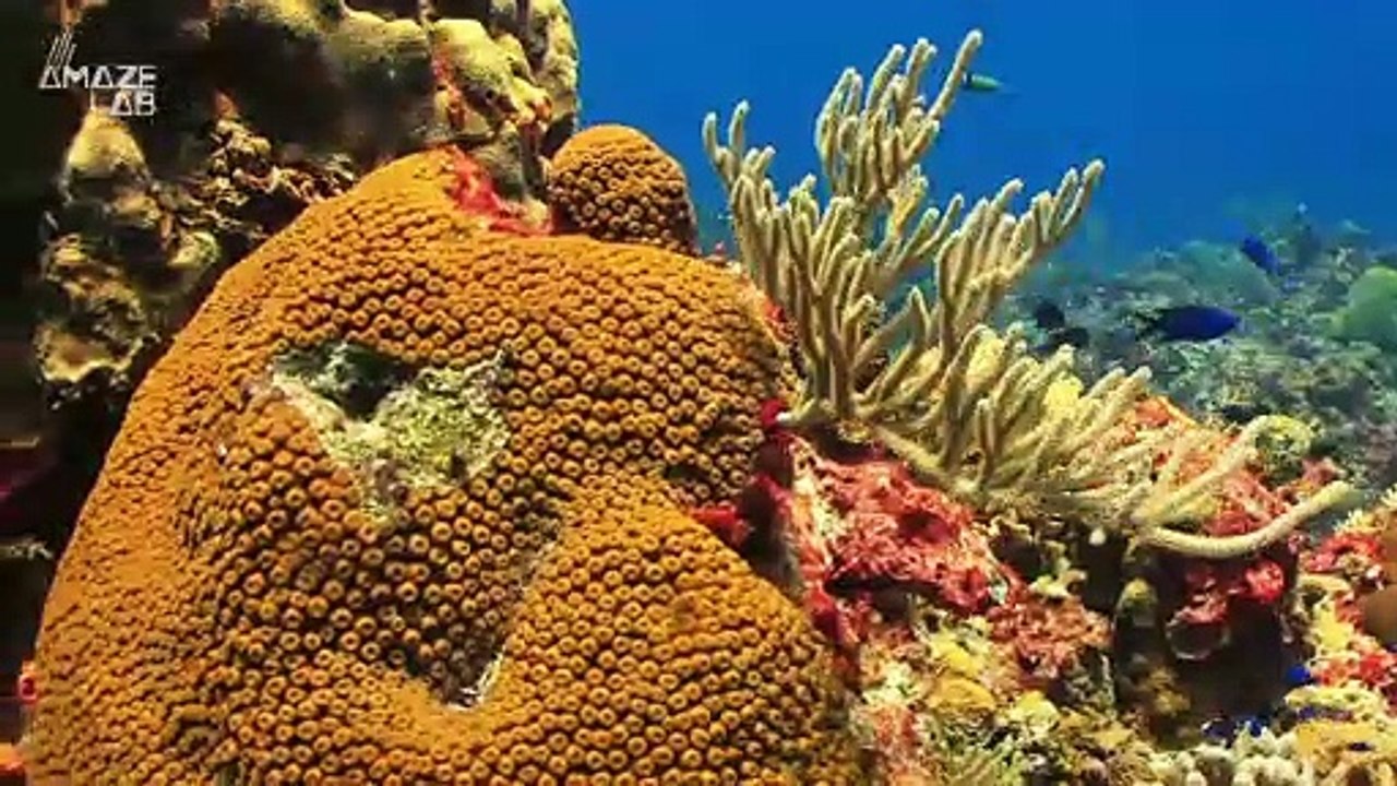 3D-Printed Coral Excels at Growing Algae, Could...