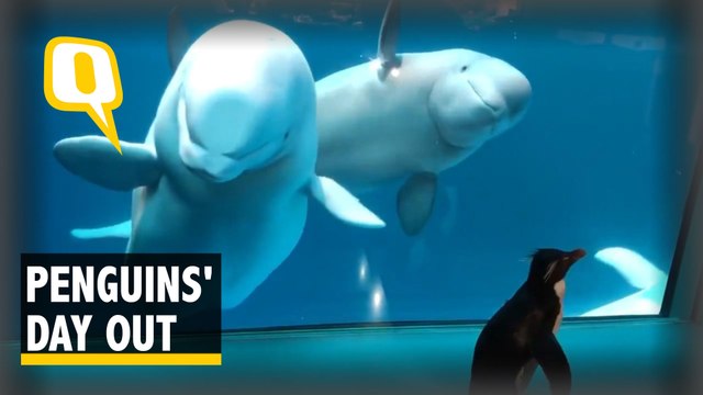 Lockdown Makes For Penguins’ Day Out at Aquarium