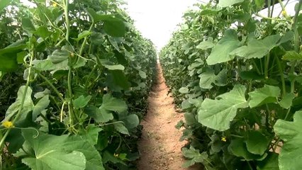 Örtü altı kavun hasadı başladı