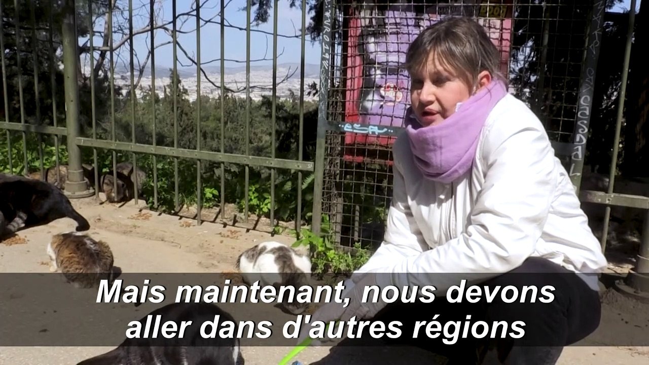 Coronavirus: les chiens et chats errants de Grèce et Turquie, oubliés de la pandémie