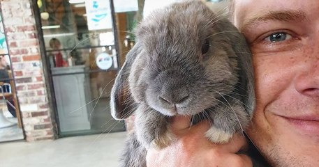 Coffe with Smudge, un mignon la belle entente entre le lapin et son maître