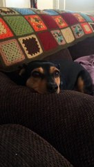 Special Lullaby Puts Doggo Right to Sleep