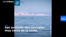 [Vídeo] Ballenas aprovechan la tranquilidad de la cuarentena para visitar la costa de Marsella