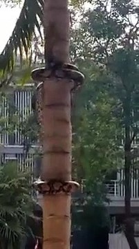 Ce serpent utilise une technique incroyable pour grimper aux arbres