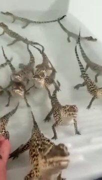 Ces bébés crocodiles prennent cet homme pour leur maman