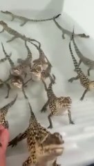 Ces bébés crocodiles prennent cet homme pour leur maman
