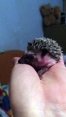 Little Hedgehog Yawns