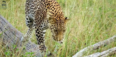 leopard is trying to eat mongoose | wild animal