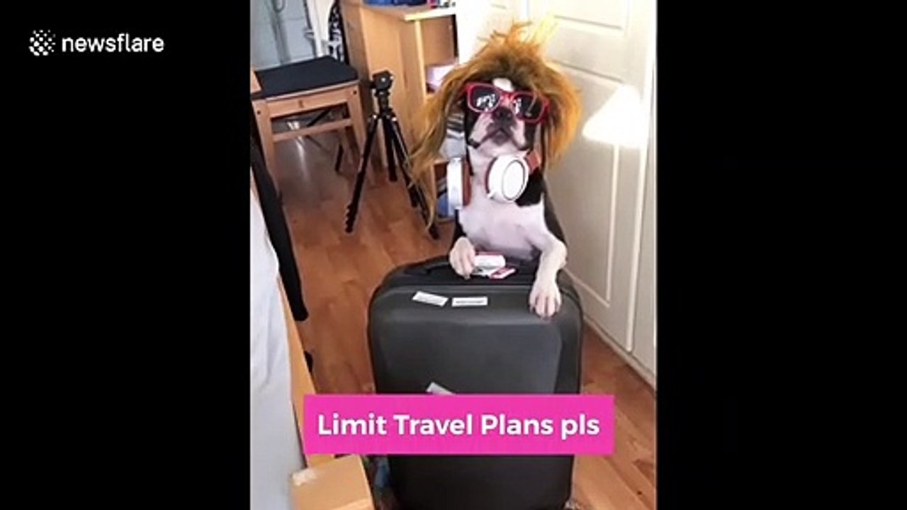 Dog in Ireland hilariously gives tutorial on what to do while