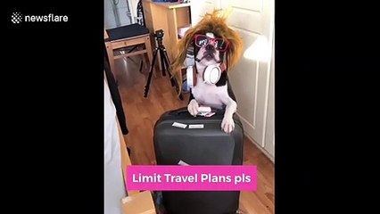 Dog in Ireland hilariously gives tutorial on what to do while quarantined