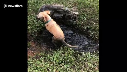 'Mud's the good stuff' Dog in Australia bathes in mud