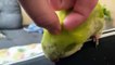 Cute Quaker Parrot Loves Pets