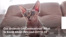 Can Animals Get Coronavirus? What to Know About Pets and COVID-19