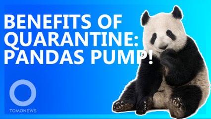 Coronavirus Lockdown Spurs Pandas To Finally Mate