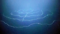 Okyanus derinliklerinde 50 metrelik zehirli bir yaratık bulundu https