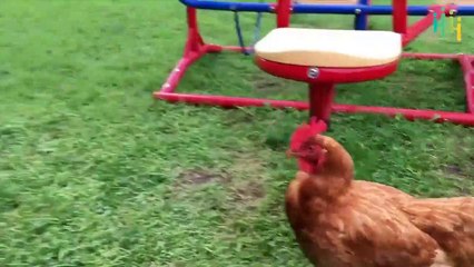 Babies and Chicken Becomes Best Friends  Funny Animal Fails Compilations