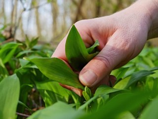 Bärlauch: So vermeiden Sie lebensgefährliche Verwechslungen