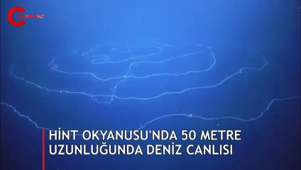 Hint Okyanus'unda 50 metre uzunluğunda bir deniz canlısı görüldü