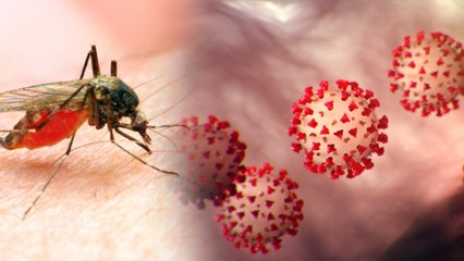 ஹைட்ராக்ஸிகுளோரோகுயின் Vs கொரோனாவைரஸ்: உடலுக்குள் நடப்பது என்ன?