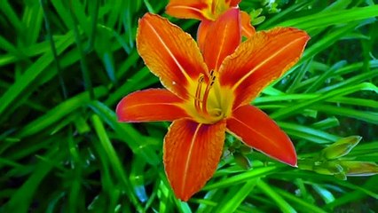 flowers beauty of nature