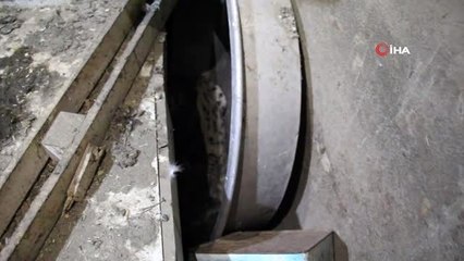 Oltu'da ahıra giren vaşak 19 tavuğu telef etti