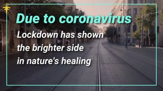 Thanks to Lockdown, Earth is Healing | Coronavirus Lockdown effects on animals