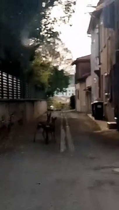 Covid-19 : deux chevreuils profitent du confinement dans les rues de Muret, au sud de Toulouse