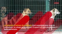 Les animaux de compagnie, victimes collatérales du confinement ?