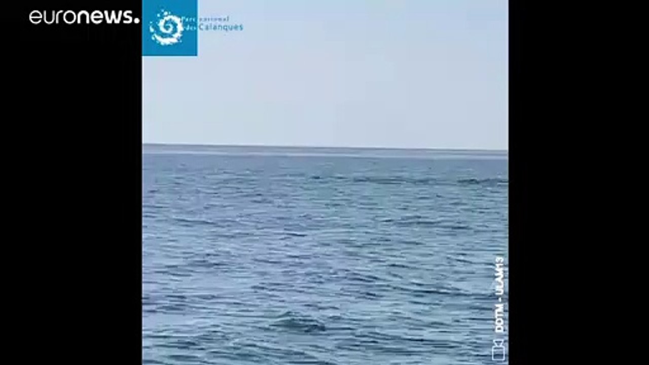 شاهد: الإغلاق التام في فرنسا فرصة نادرة لظهور الحيتان الضخمة قبالة ساحل مرسيليا