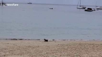 Sea otter plays on deserted Thailand beach