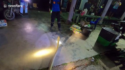 Awesome view of huge king cobra caught in Thailand