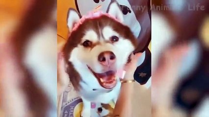 are dogs batter than cats