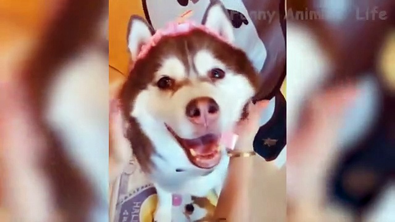 are dogs batter than cats