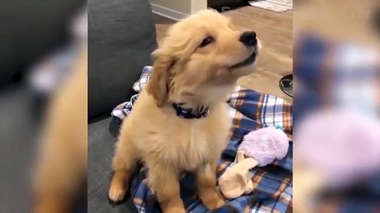 cats are amazing really