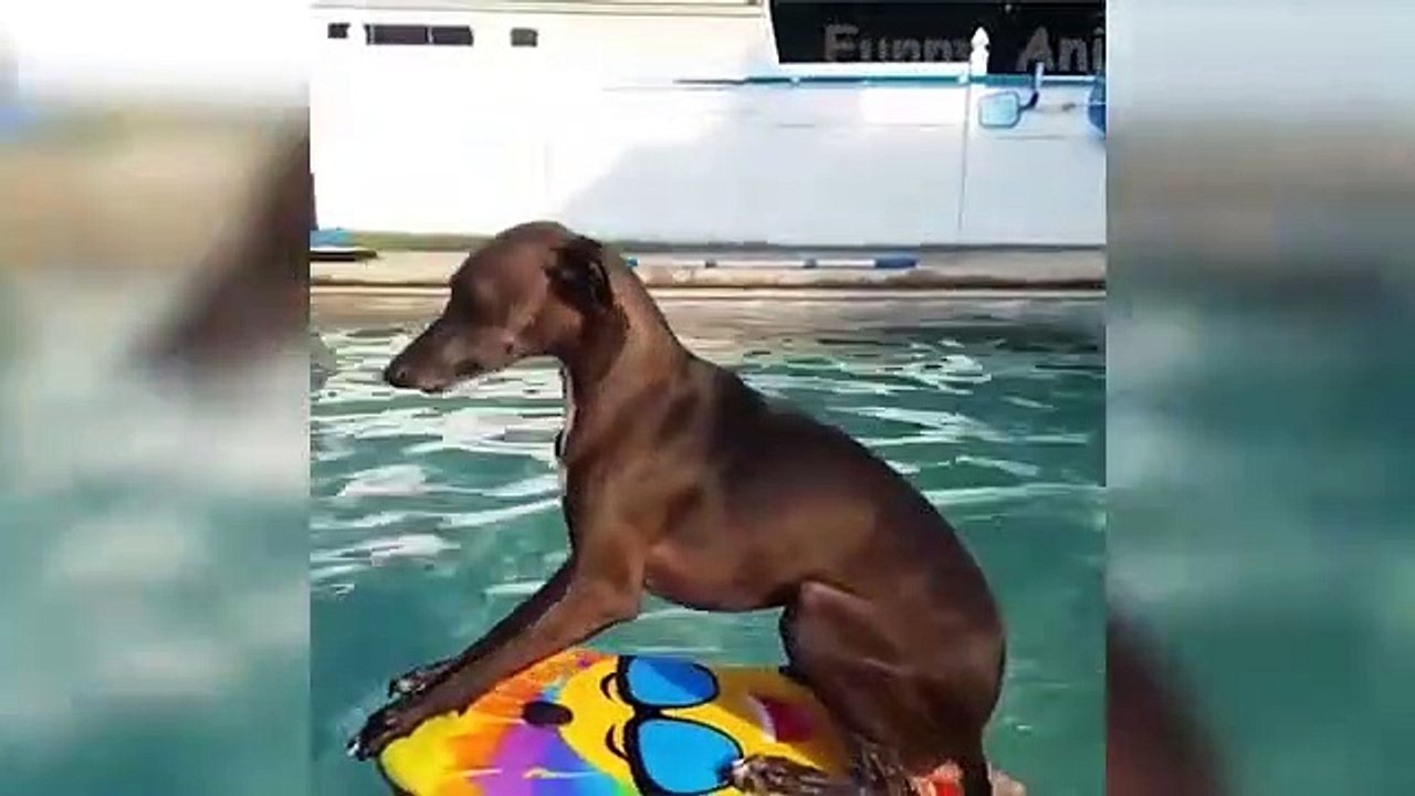 dogs and cats awesome funny moments