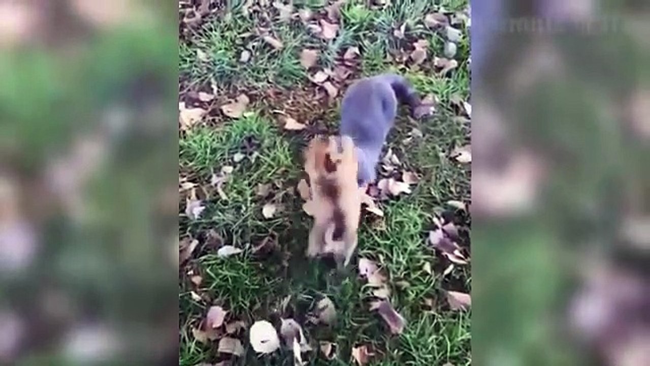 funniest dogs and cats