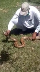 big snake catch amazing awesome