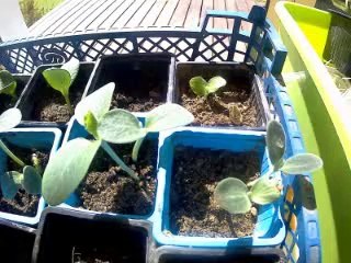 Activité confirnement : observer la germination des cucurbitacés