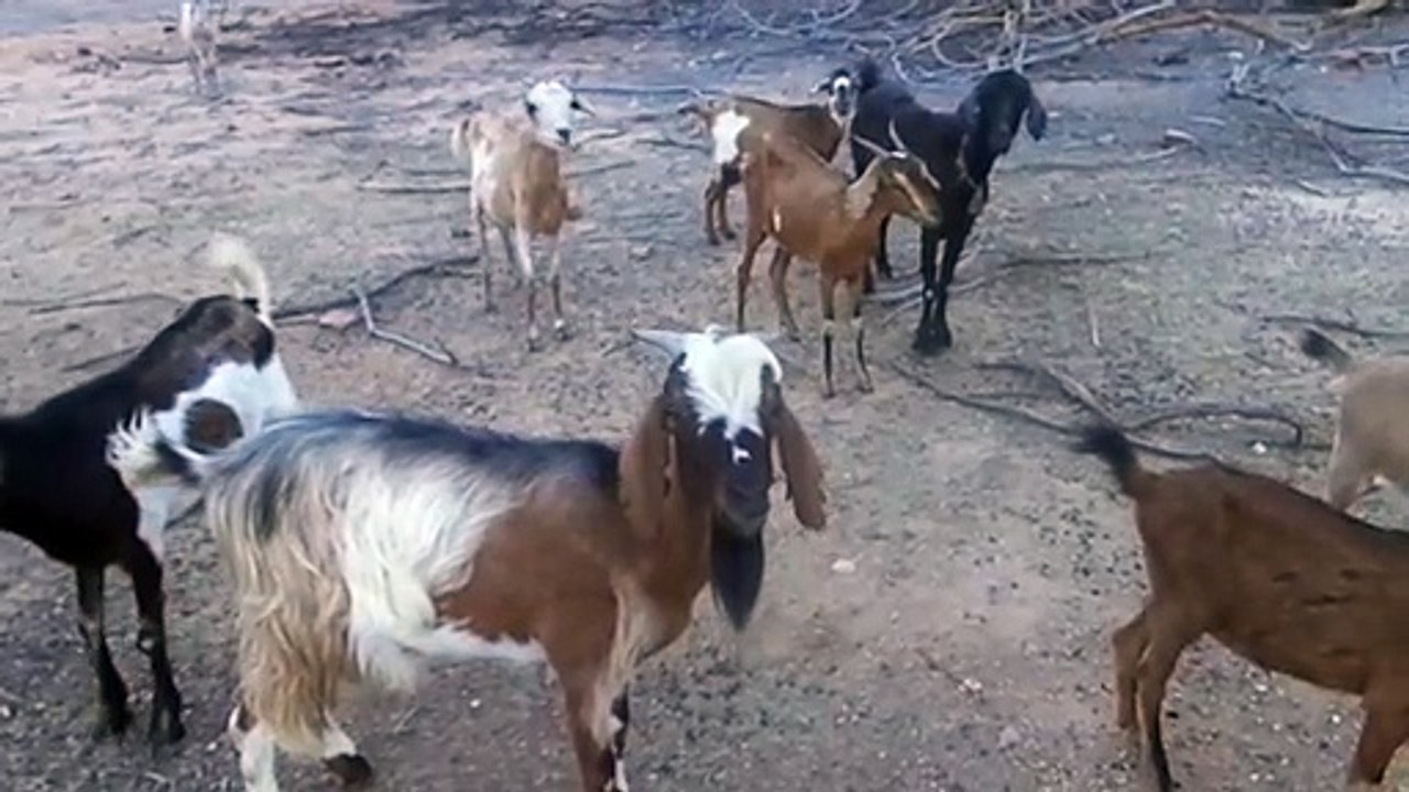 Cabras