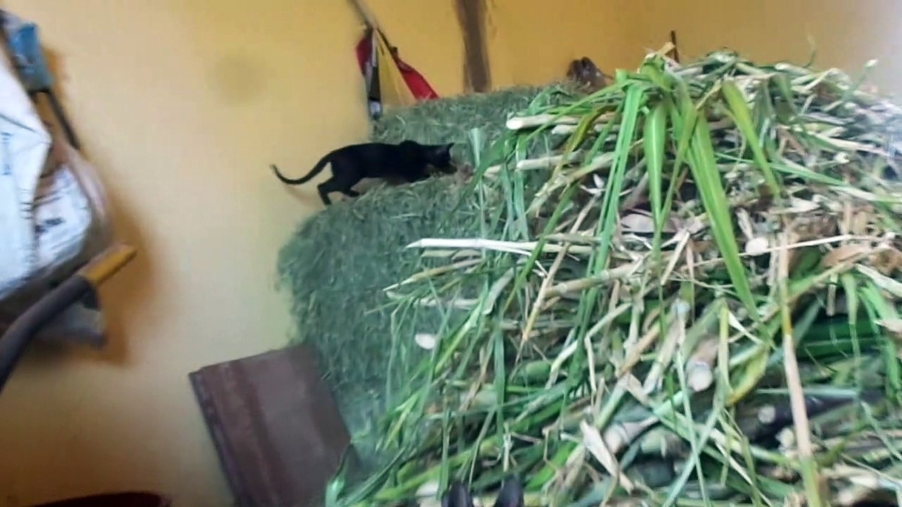 Os Gatos