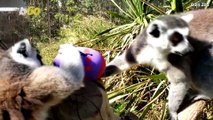 Animals At A Chilean Zoo Enjoy Their Own Easter Celebration!