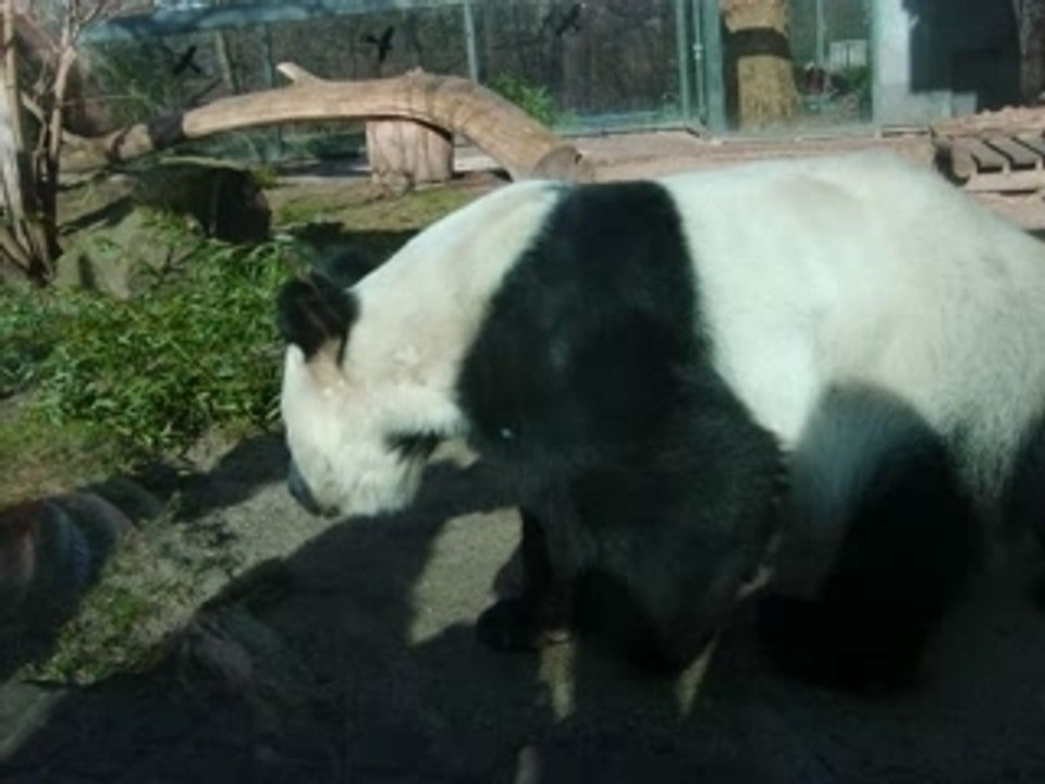 Bao Bao