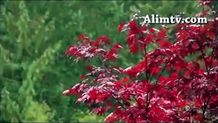 Sünnete Göre Müslüman Şahsiyeti Nasıl Olmalı