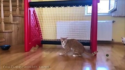 Impressionnant : ce chat est un véritable gardien de but !
