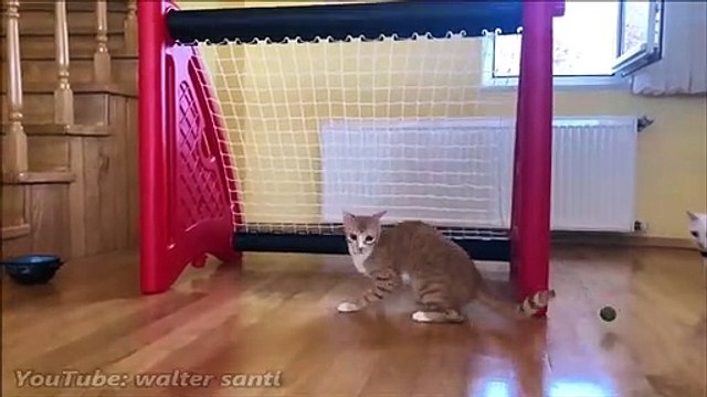 Impressionnant : ce chat est un véritable gardien de but !